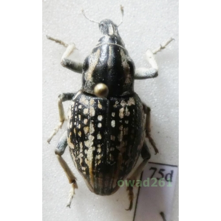 Leucochromus imperialis (Zoubkoff, 1837) Uzbekistan75d